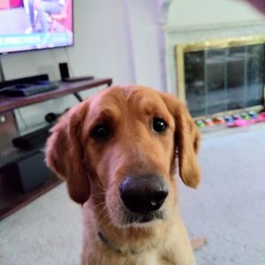 Meet your Posher, Leo medina